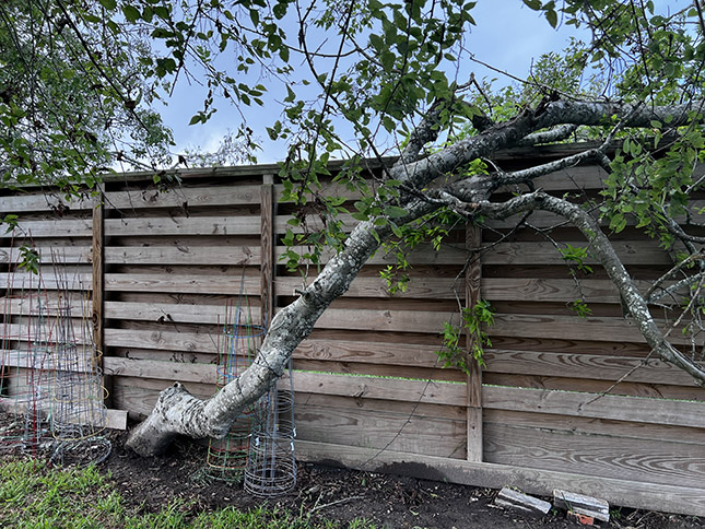 probleme voisin jardin